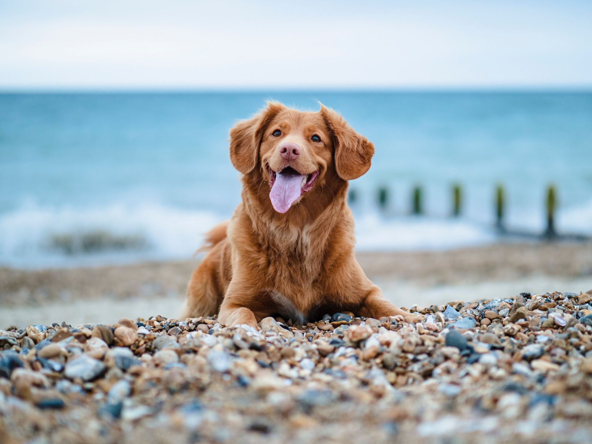 RMB Dogfriendly
