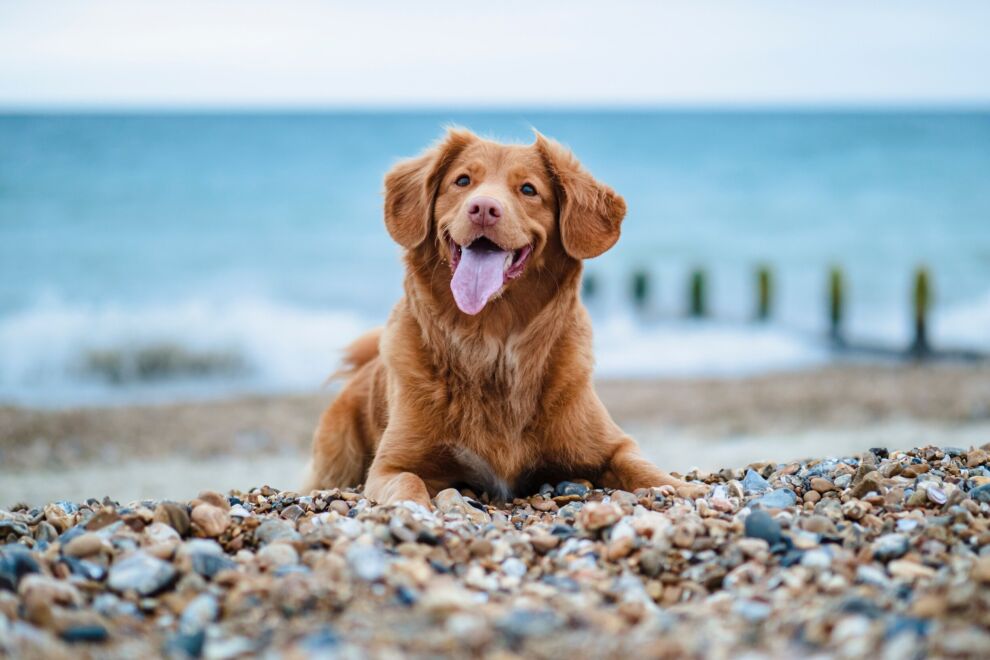RMB Dogfriendly