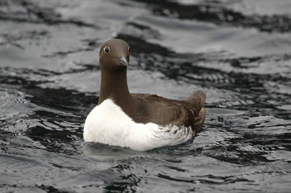 Bridled guillemot