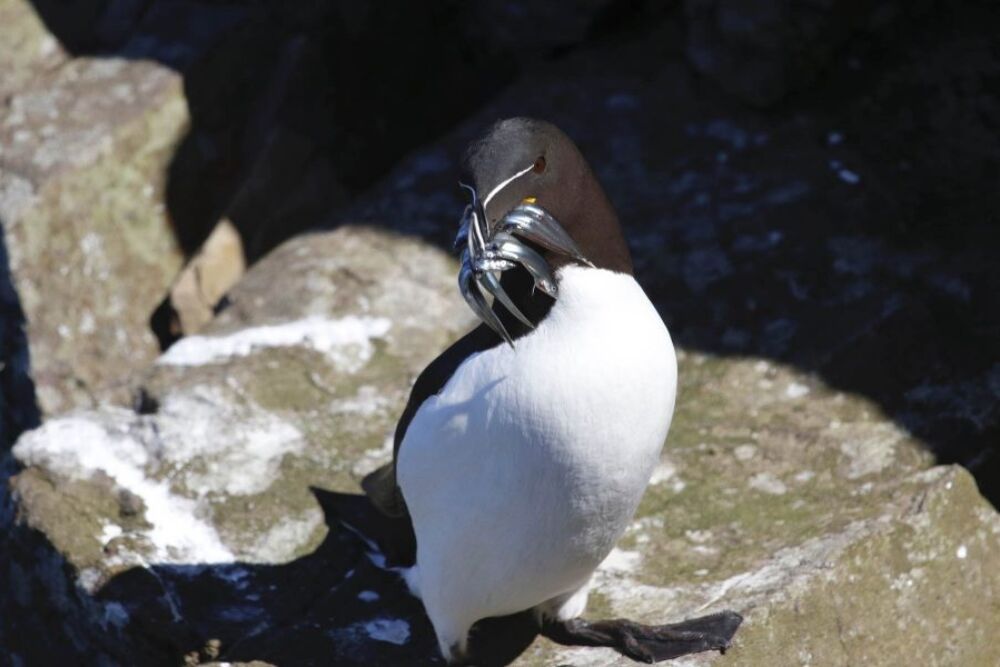 Razorbill with fish