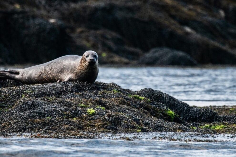 Seal newton resized