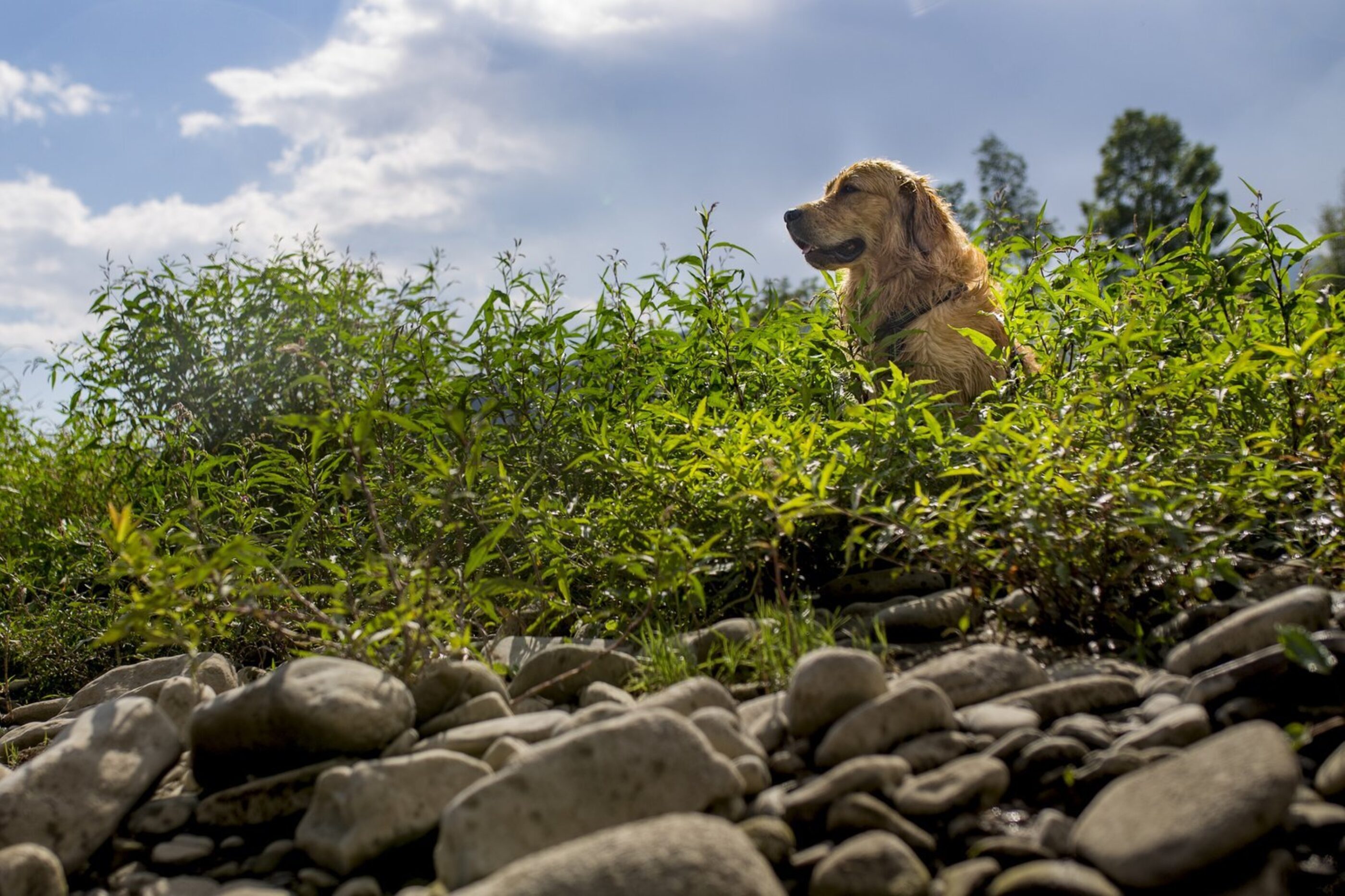 Dog sitting by a river